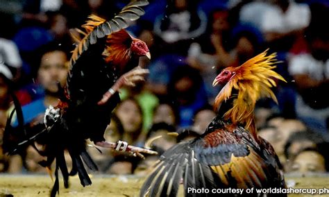 tawagan sa sabong bisaya|Tawagan sa sabungan – Abante Tonite.